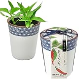 聖新陶芸 Home & kitchen - AmazonGlobal free shipping[GD-75802]を徹底調査