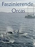 Faszinierende Orcas