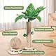 Novelfun Katzenkratzbaum Palme 2 In 1 Kratzsäulen für Katzen Palme Interaktives Katzenspielzeug mit Hängenden Kugeln Kratzpfosten Spielzeug