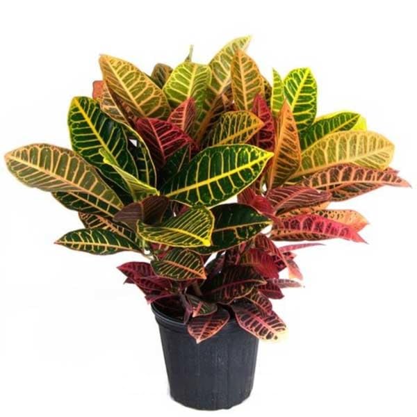 Croton/Patabahar Plant with MulticolorColorful Variegated, Indoor Tropical Plant, Without Pot (Pack of 1) A_53-image-2