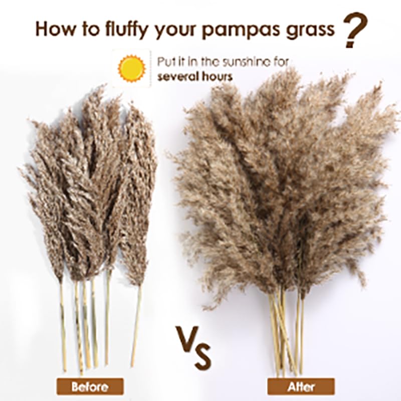 Pampas Grass Large Tall Fluffy Pampas Grass Brown Dry Pompous miniatura 6