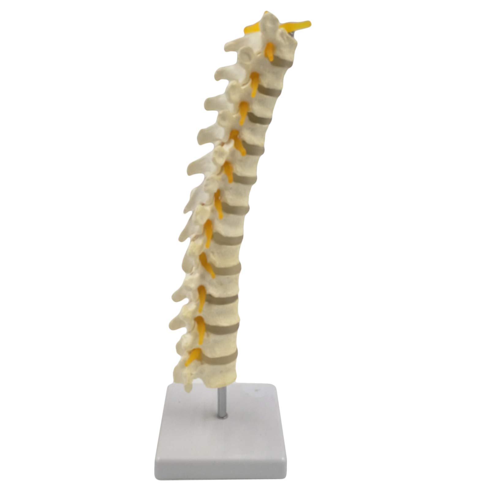 Sjdopulse A Human Spine Model With Stand - Life Size Spine Model - Include Thoracic, Lumbar Spine, Intervertebral Disc, Nd Nerve Root - Flexible Spine Natomical Model (A)
