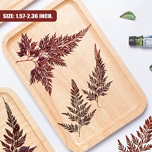 Hojas de helecho secas prensadas naturales, 42 piezas miniatura 7