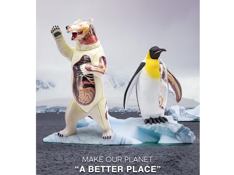 Amazon.co.jp: 4D ビジョン 皇帝ペンギン 解剖モデル 4D VISION 622044