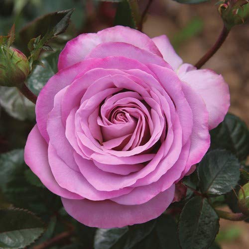 Royal Paradise Garden Rare 1 Healthy Live Plant Blue Girl Hybrid Tea Rose (B08JHFFHJH) Amazon Price History, Amazon Price Tracker