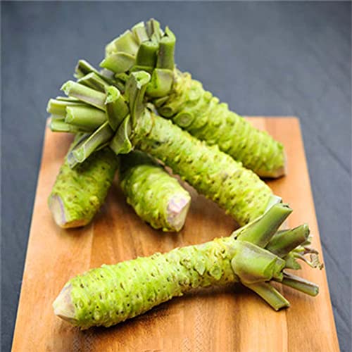 Qauzuy Garden 100 Wasabi Seeds, Japanese Horseradish Seed(Eutrema Japonicum) - Heirloom Organic Vegetable Seeds- Tasty Perennial Vegetable To Plant Home Garden #TOP4