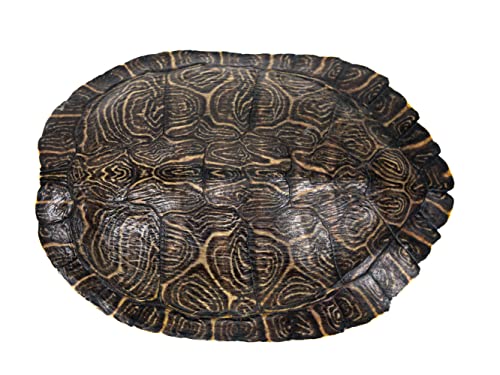 Image of 8 inch to 9 inch River Cooter Turtle Shell