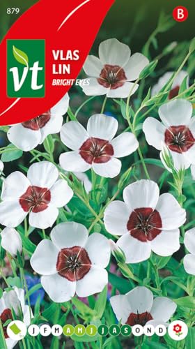 Lino, flor grande - Ojos brillantes - semillas de flores