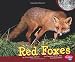Red Foxes (Nocturnal Animals)