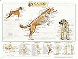 Canine Anatomy, Complete Set of 3 Charts. Buy the Set and SAVE!