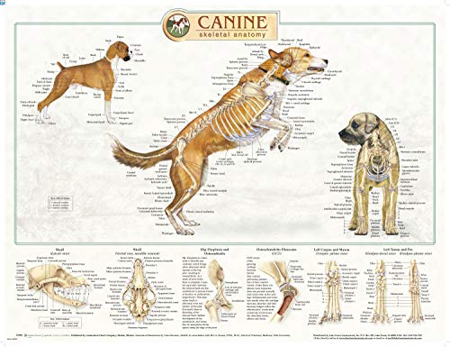 canine anatomy chart - Canine Anatomy, Complete Set of 3 Charts. Buy the Set and SAVE!