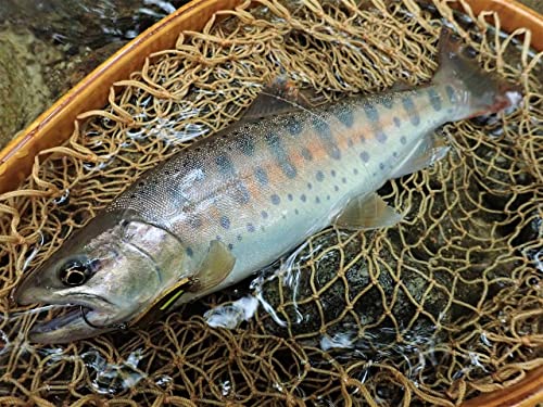 Pazo (Puzz) / TAGIRI Chidori, 0.1 oz (3.0 g), #010 Chart Orange (G), 0.1 oz (3.0 g), CR3.0G-010