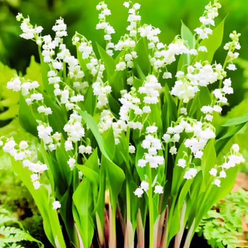 10 Lily of The Valley Flower Bulbs White Lilies of The Valley Bare Roots for Planting Outdoor Indoor Flowering Plants