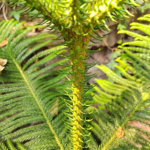 Semillas de araucaria - Araucaria heterophylla de balcón, Las de hoja perenne son resistentes Comprar, interior 40pcs