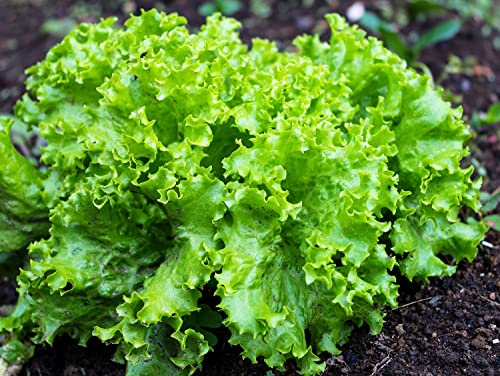2000 Grand Rapids Lettuce Seeds For Planting 4+ Grams Of Seeds Non Gmo Heirloom Garden Vegetable Survival Baby Greens Bulk #TOP2