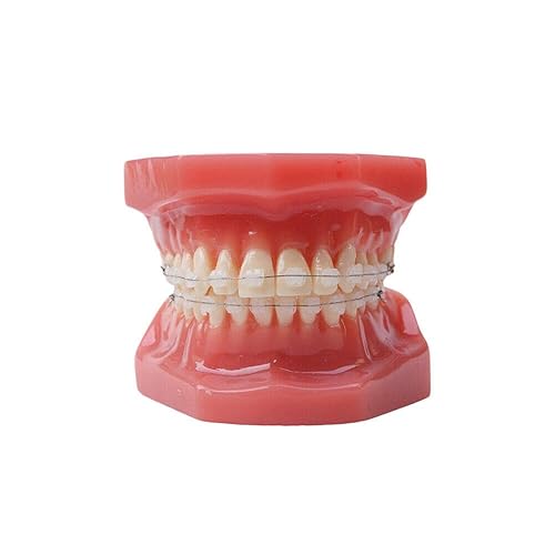 Typodont dental con soportes de cerámica modelo de dientes ortodóncicos 28pcs dientes de cerámica apoyos modelo para la práctica de la enseñanza