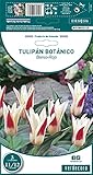 Bulbos de Invierno Tulipán Botánico 3 unidades