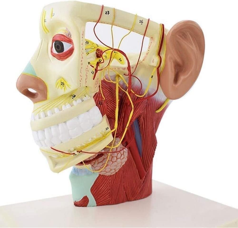Model nerwów głowy człowieka, anatomia czaszki i układu nerwowego, model anatomii twarzy, model dwunastu par nerwów czaszkowych, do celów dydaktycznych.