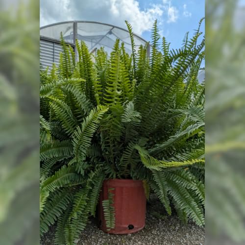 TriStar Plants - Kimberly Queen Fern
