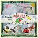 Fox Run 36009 Insect Cookie Cutter Set, Tin-Plated Steel, 5-Piece