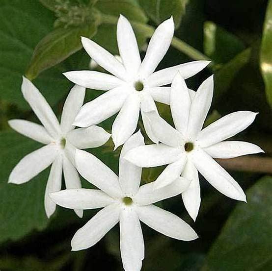 Konkan Greens Star Jasmine Live Plant | Kunda Plant (B09WTVZ1Q3) Amazon Price History, Amazon Price Tracker