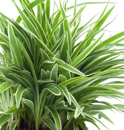 Dominik Blumen und Pflanzen, Indoor Trio - koffieplant Coffea arabica, groene lelie chlorophytum comosum en kamerpalm Chamaedorea kamerplanten, potplanten