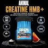 Creatina Animal HMB en Polvo – 3g myHMB + 5g Creatina con Electrolitos para Recuperación y Energía Diaria – Sabor Power Punch, 30 Porciones 3