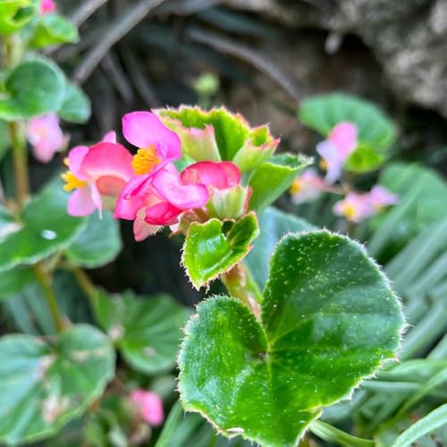 semillas de begonia, semillas de begonia, plantas de balcón resistentes Begonia grandis, Las plantas de jardín son resistentes. Semillas de flores perennes resistentes. semillas de 40pcs