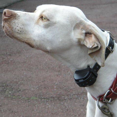 tri tronics bark limiter g3