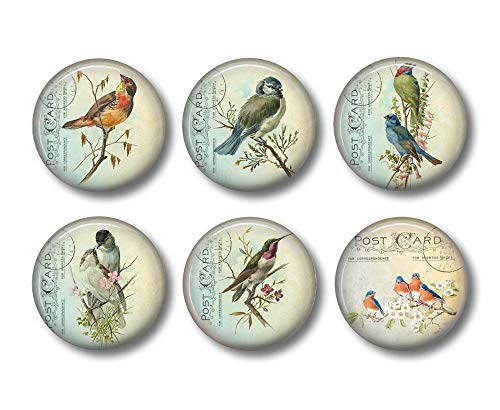 Bird Magnets - Set Of Six 1.5 Inch Magnets - Pretty Bird Kitchen Decor - Refrigerator Magnets #TOP19