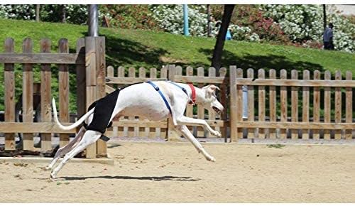 Miniatura 9 de Ortocanis - Soporte de cadera para perros con displasia de cadera u osteoartritis (L)