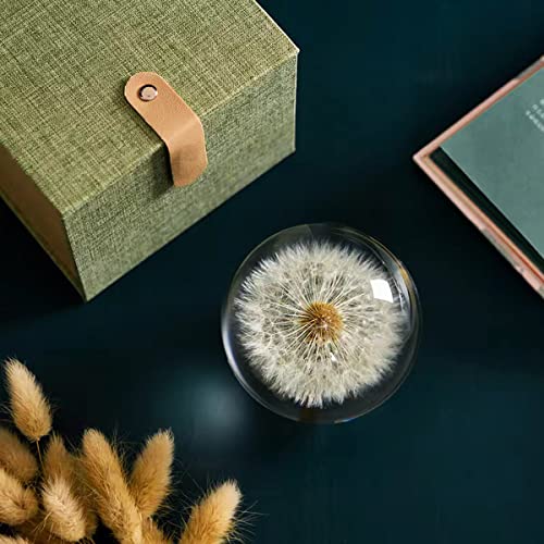 Deshintke Real Dandelion Specimen Ball Paperweight Desktop Decor Decoration (Small) #TOP2