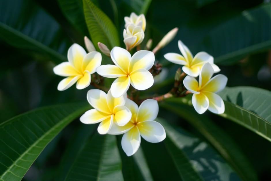 See full amazon price history chart for Green Horizon White PLUMERIA RUBRA/CHAMPA CHAMPAK/CHAPA/GOLOK/KATH FRANGPANI/PAGODA TREE/TEMPLE JASMINE FLOWER Plant002 Pack of 1 (Size 1-1.5 Ft) Green Horizon White PLUMERIA RUBRA/CHAMPA CHAMPAK/CHAPA/GOLOK/KATH FRANGPANI/PAGODA TREE/TEMPLE JASMINE FLOWER Plant002 Pack of 1 (Size 1-1.5 Ft) (B0C7LLPBP5) Amazon Price History, Amazon Price Tracker