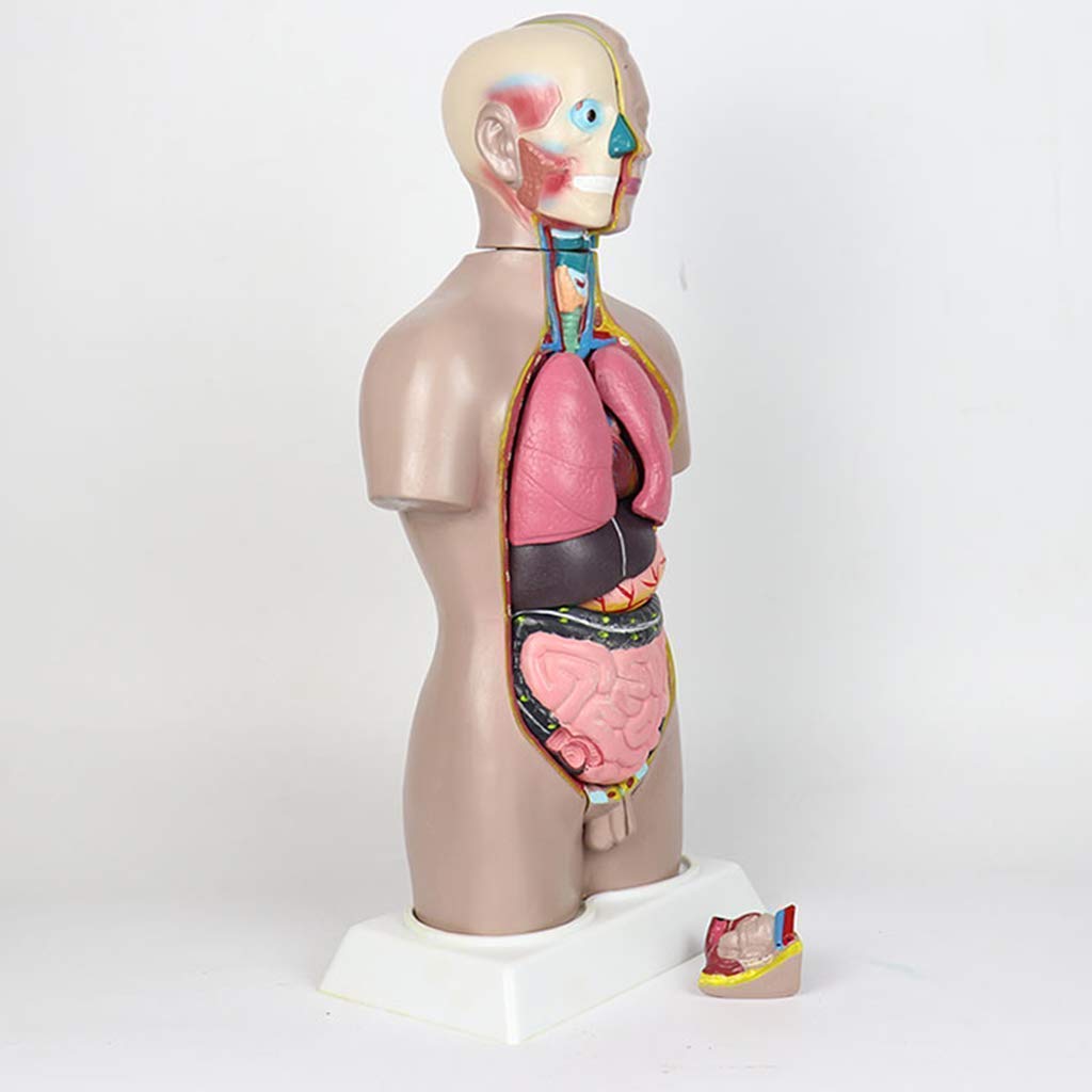 Modele Medyczne, Montaż Ludzkiego Tułowia, Model Anatomii, Ludzkie Narządy Wewnętrzne, Dekoracja, Pomoc Dydaktyczna, 42 Cm, Materiały Dydaktyczne Do Szkoły, Edukacja