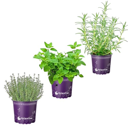 3er-Set Rosmarin-Oregano-Thymian