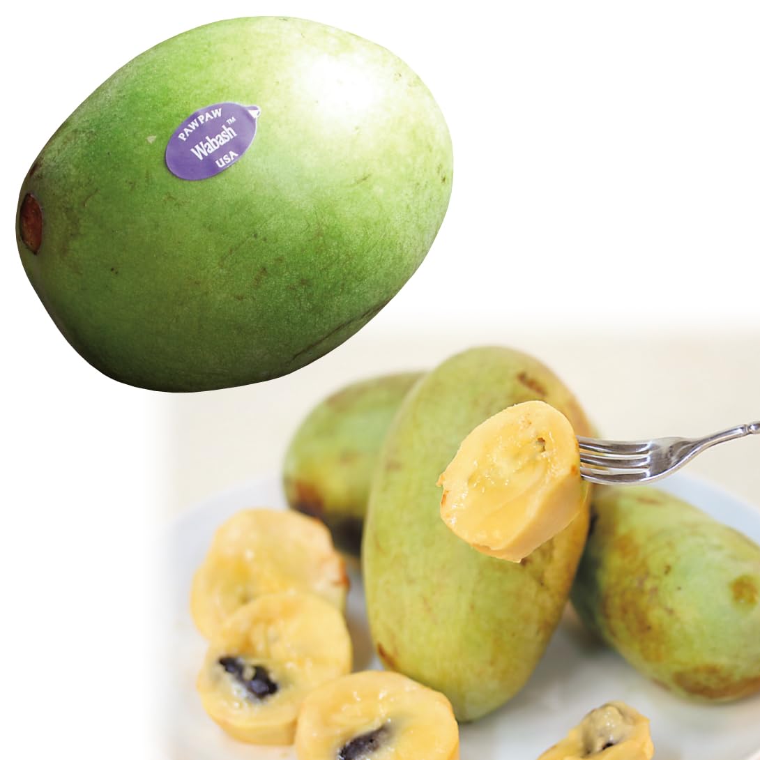 mamipon様ご購入大玉グスベリー苗 楽天市場】グーズベリー（苗物