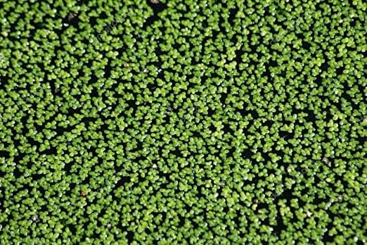 Guppy Fry Shelter Floating Duckweed Live Plant for Shrimp Breeding Bowl & Natural Water Purifying with Rapid Multiplication Green Foliage & Hanging Root (250+ Healthy Seeds)-image-39