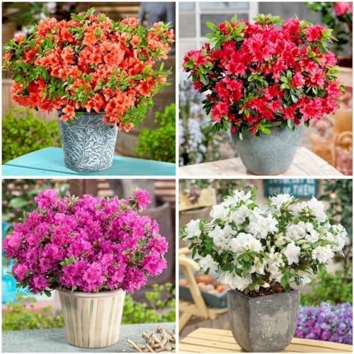 GrowOn Shrubs [x4] Dwarf Japanese Azalea Collection | Variety-Pack | Evergreen Shrubs | Outdoor Garden Ready Plants | Spring Flowering | Red Orange Purple White Flowers