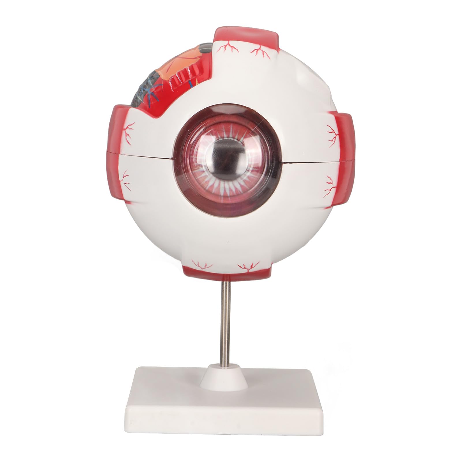 Sponsored Ad – BusoTh 6X Enlarged Eyeball Model With Removable Stand - Human Eye Anatomy PVC 7 Parts Easy Disassembly for Science Education Study Display Teaching