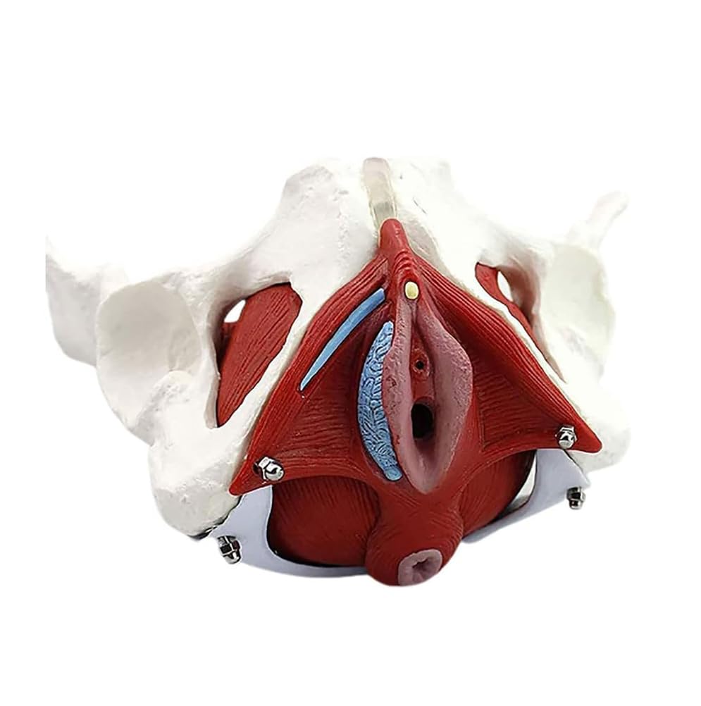 Modello Bacino Femminile Scheletro Femminile Pavimento pelvico Modello pelvico anatomico Bacino Femminile Modello Pavimento pelvico Formazione università ClinicheLaboratorio