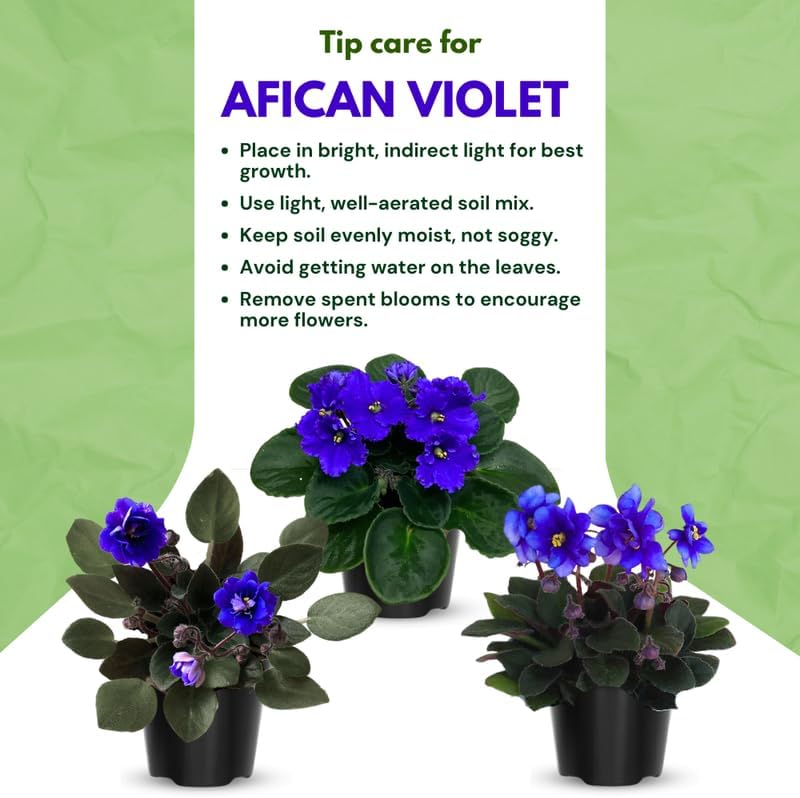 African Violet Live Plant Houseplant in 4" Pot, Blooming Indoor Plant for Home or Office with Vibrant Flowers (Blue African Violet)