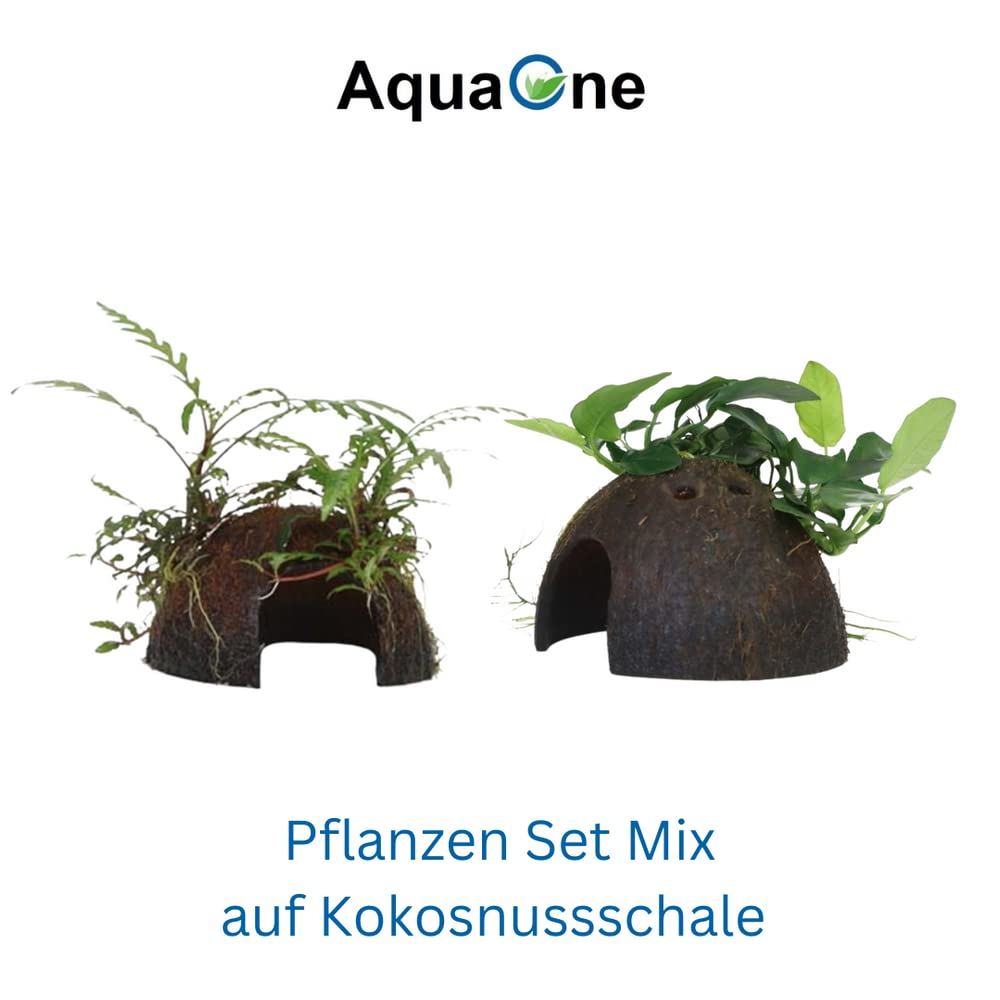 AquaOne Aquarium Pflanzen 2x Wasserpflanzen Set Mix mit 2 Aufsitzer