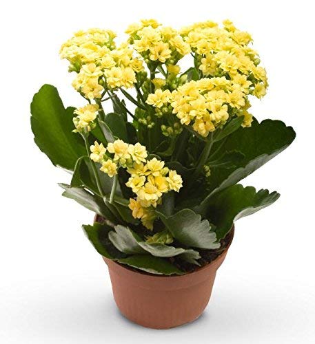 Guruji Plantation- Imported Kalanchoe Double Yellow Color FLower Live Plant with Beautiful Black Pot. You will Get Same Color as Shown in the Image. (B08XBYGJ4N) Amazon Price History, Amazon Price Tracker