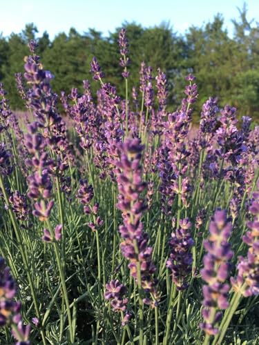 Image of Live Lavender Plant with Pot | Aromatic Plant Live | Flowering Lavender Shrub for Home Garden Balcony Terrace Indoor Outdoor