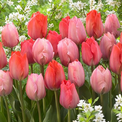 Plant in a Box - Tulipes Roses et Rouges - Mélange de 40 - Bulbes à Fleurs pour Jardin, Terrasse ou Balcon – vue 2