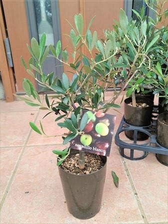Amazon 畑生産の幹太苗 オリーブ苗木 ネバディロブランコ 植木