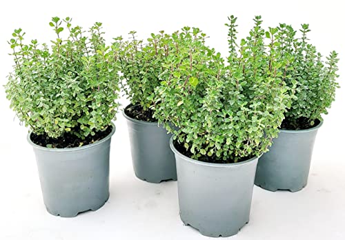 POWERS TO FLOWERS - MAGGIORANA BIO 4 PIANTE, VASO 14CM DIAMETRO, piante vere