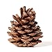 Bulk Package of Natural Pinecones-24 Pack