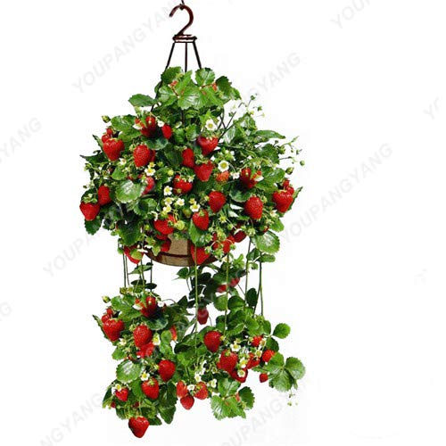 Buy 200Pcs Rare Blue Strawberry Plants Outdoor Strawberry Tree Plants