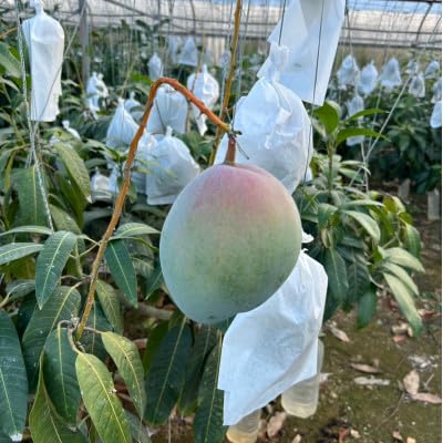 (2026年8月下旬から順次発送)みなとばる農園の幻のキーツマンゴー1玉(800g〜1.0kg)